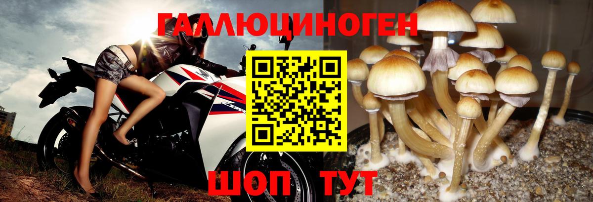 Псилоцибиновые грибы Psilocybe  Псилоцибиновые грибы GOLDEN TEACHER  наркота  Каменск-Уральский  Вход с VPN 